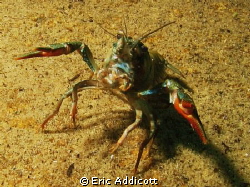 Lake Tahoe crawdad ready to fight. by Eric Addicott 